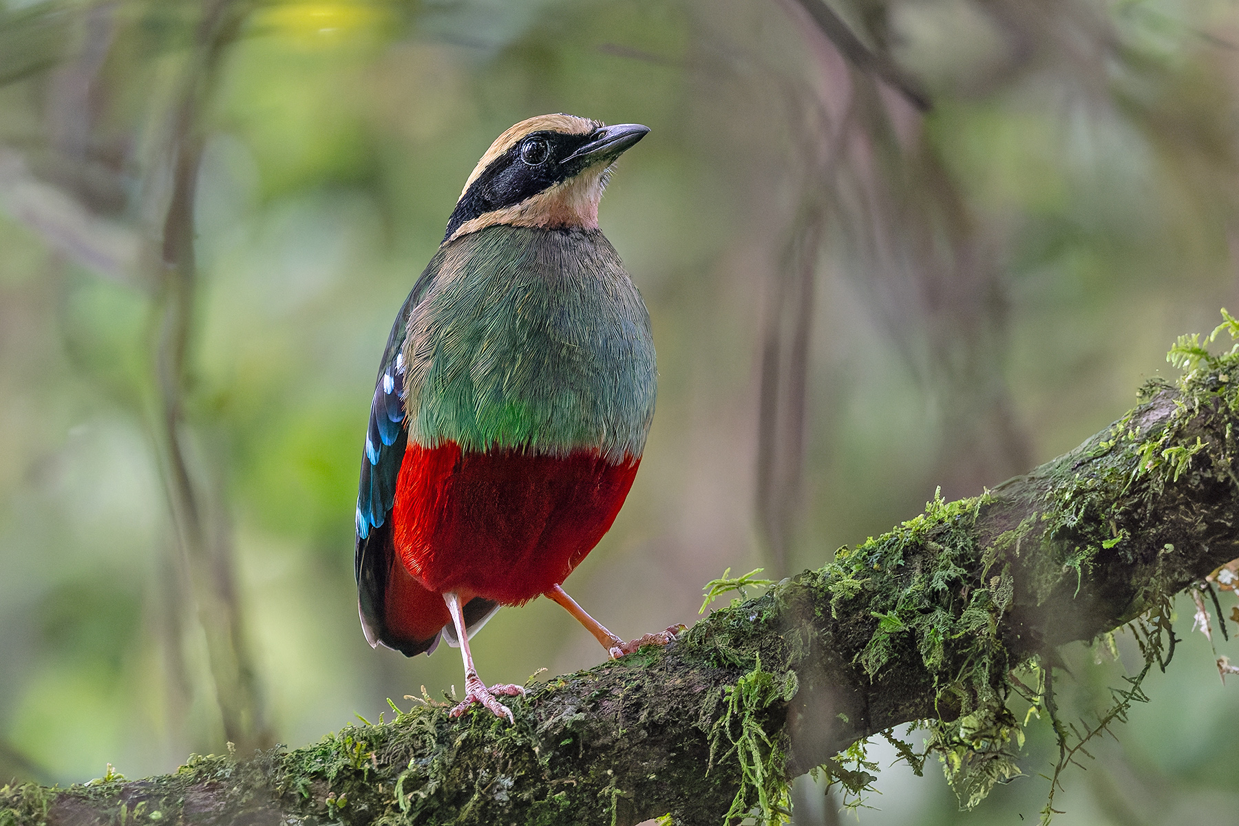 Green-breasted Pitta (image by Pete Morris)