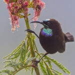 Green-throated Sunbird (image by Pete Morris)