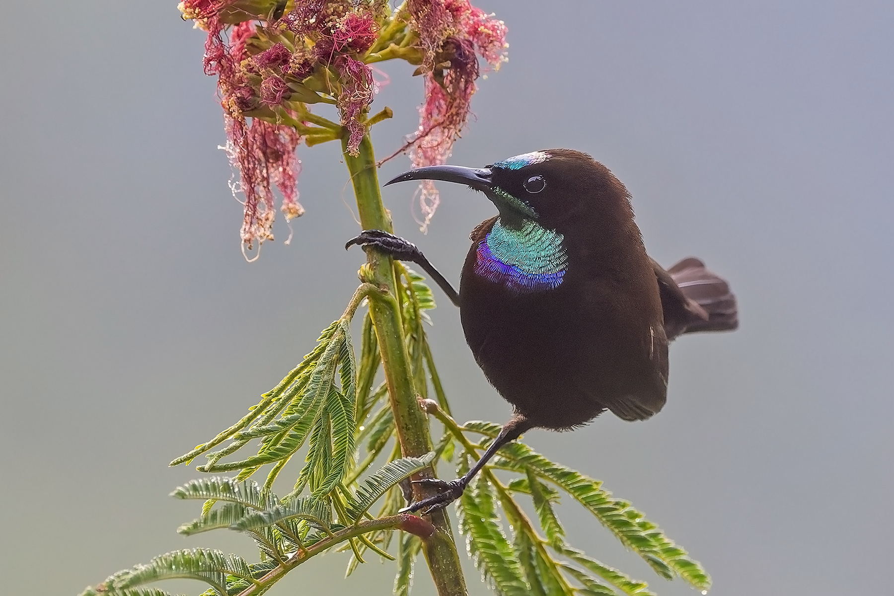 Green-throated Sunbird (image by Pete Morris)