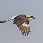 Grey-backed Fiscal (image by Pete Morris)