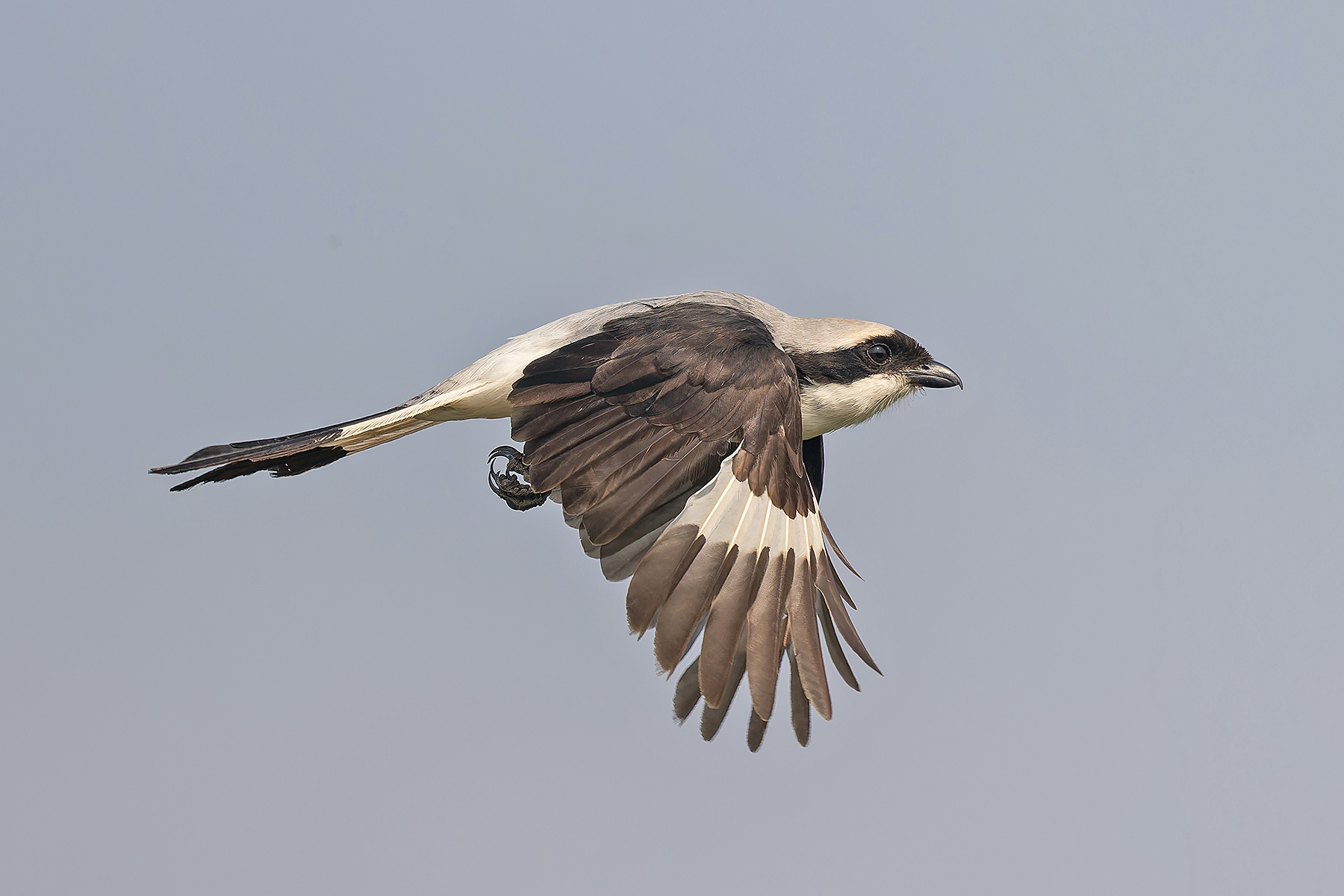 Grey-backed Fiscal (image by Pete Morris)