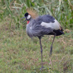 Grey-crowned Crane (image by Pete Morris)