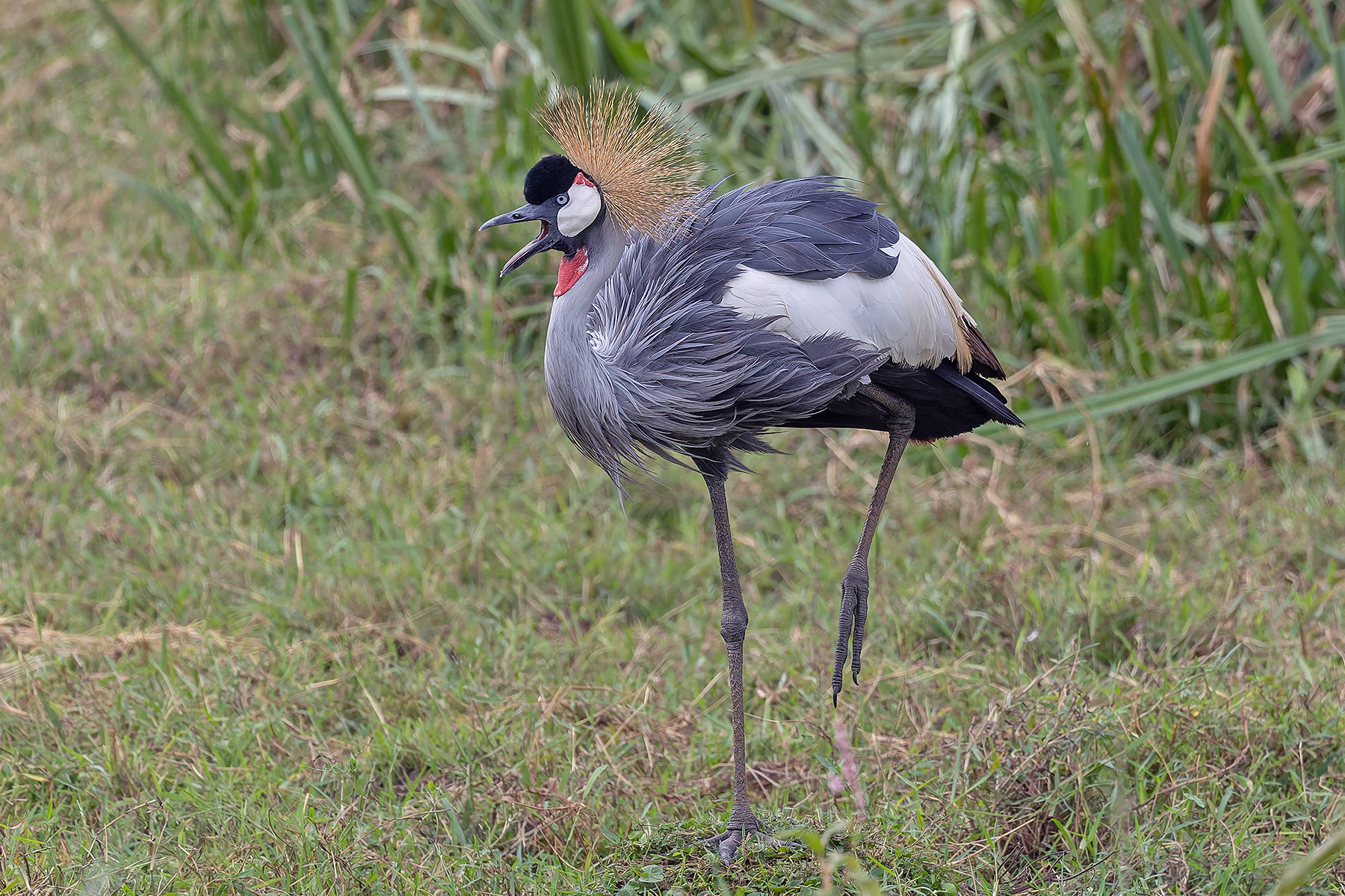 Grey-crowned Crane (image by Pete Morris)