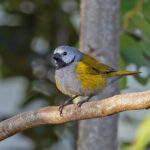 Grey-headed Oliveback (image by Pete Morris)