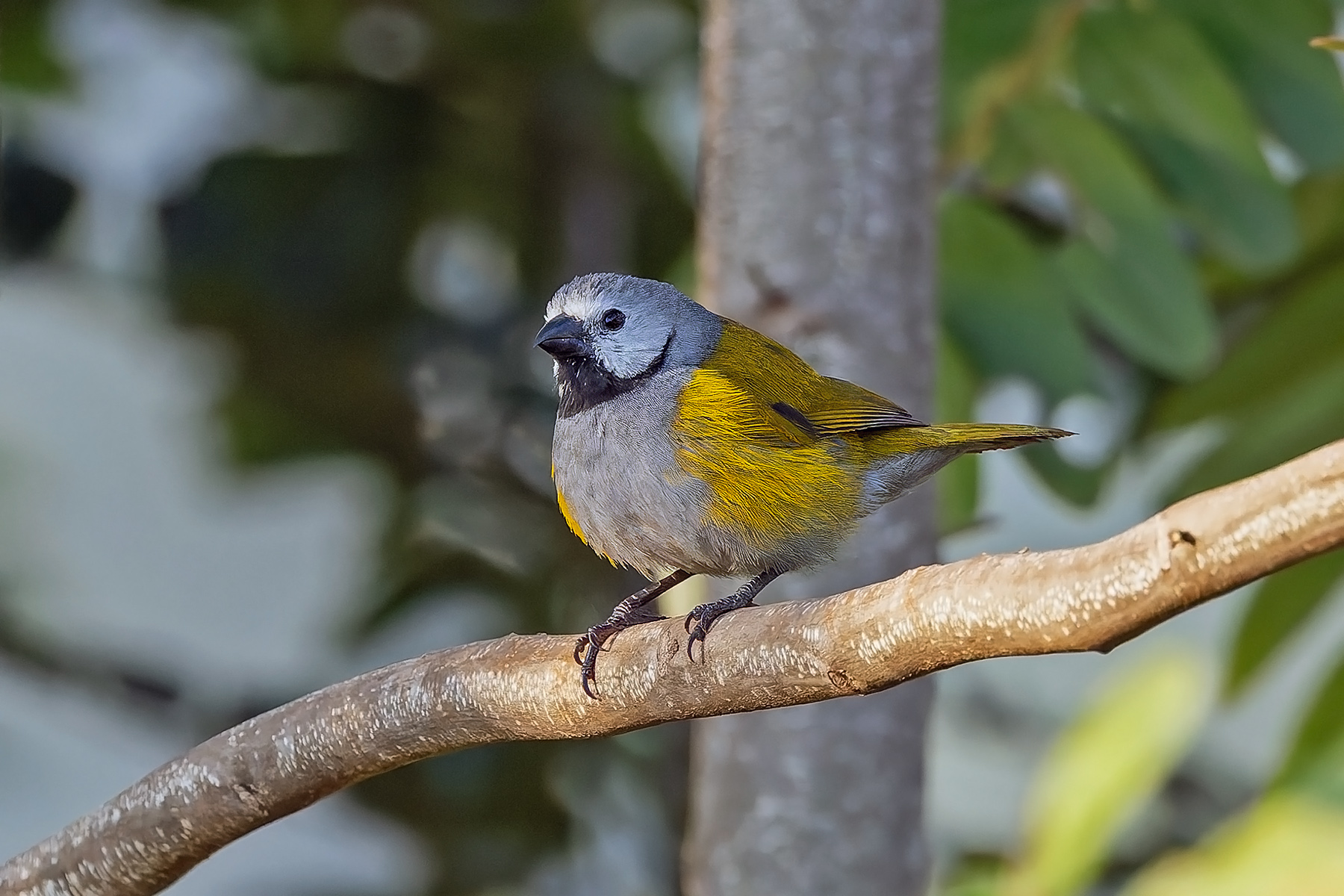Grey-headed Oliveback (image by Pete Morris)