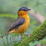 Grey-winged Robin-Chat (image by Pete Morris)