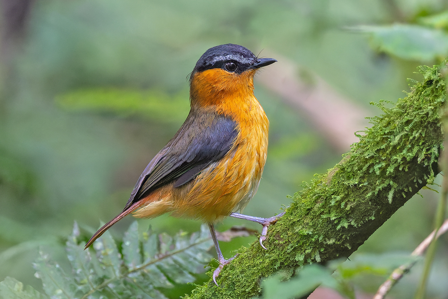 Grey-winged Robin-Chat (image by Pete Morris)
