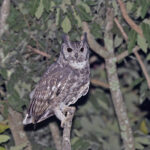 Greyish Eagle Owl (image by Pete Morris)