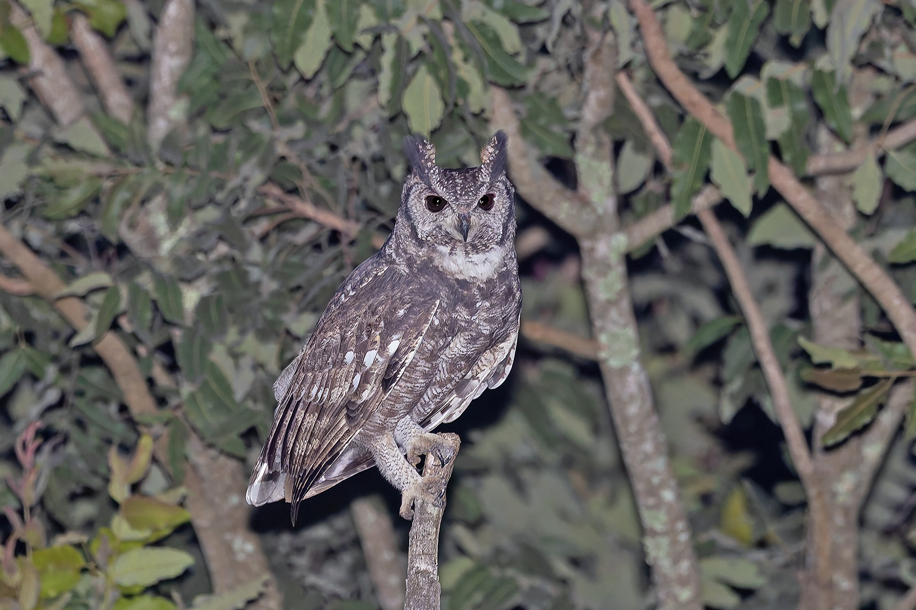 Greyish Eagle Owl (image by Pete Morris)