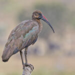 Hadada Ibis (image by Pete Morris)