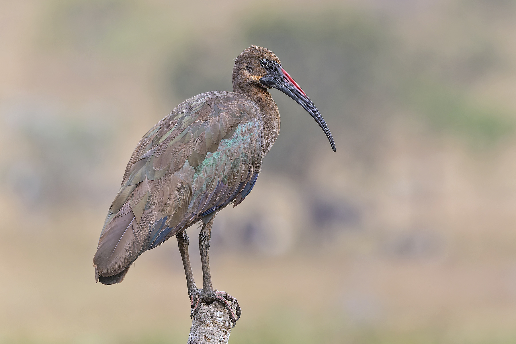 Hadada Ibis (image by Pete Morris)