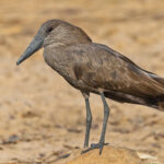 Hamerkop (image by Pete Morris)