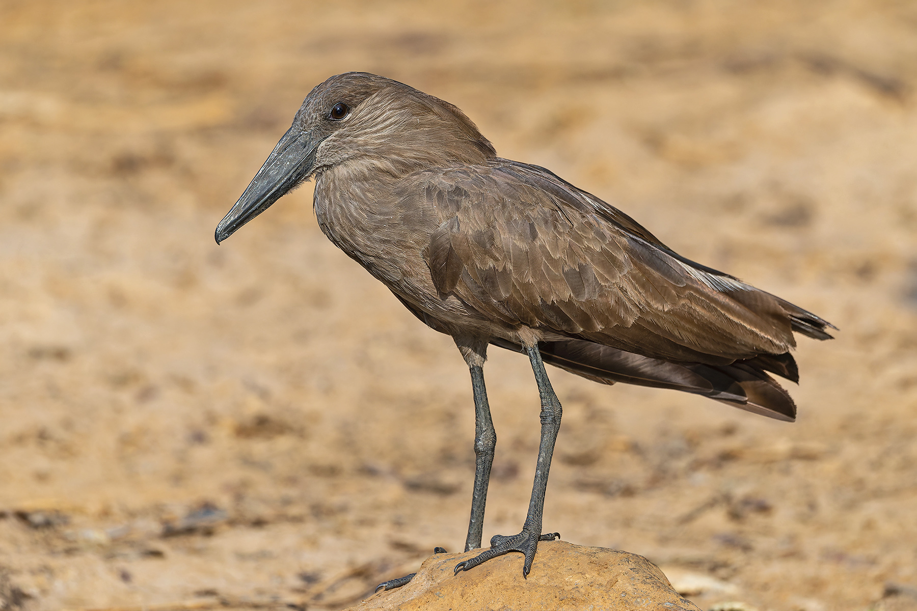 Hamerkop (image by Pete Morris)