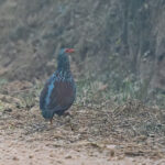 Handsome Spurfowl (image by Pete Morris)