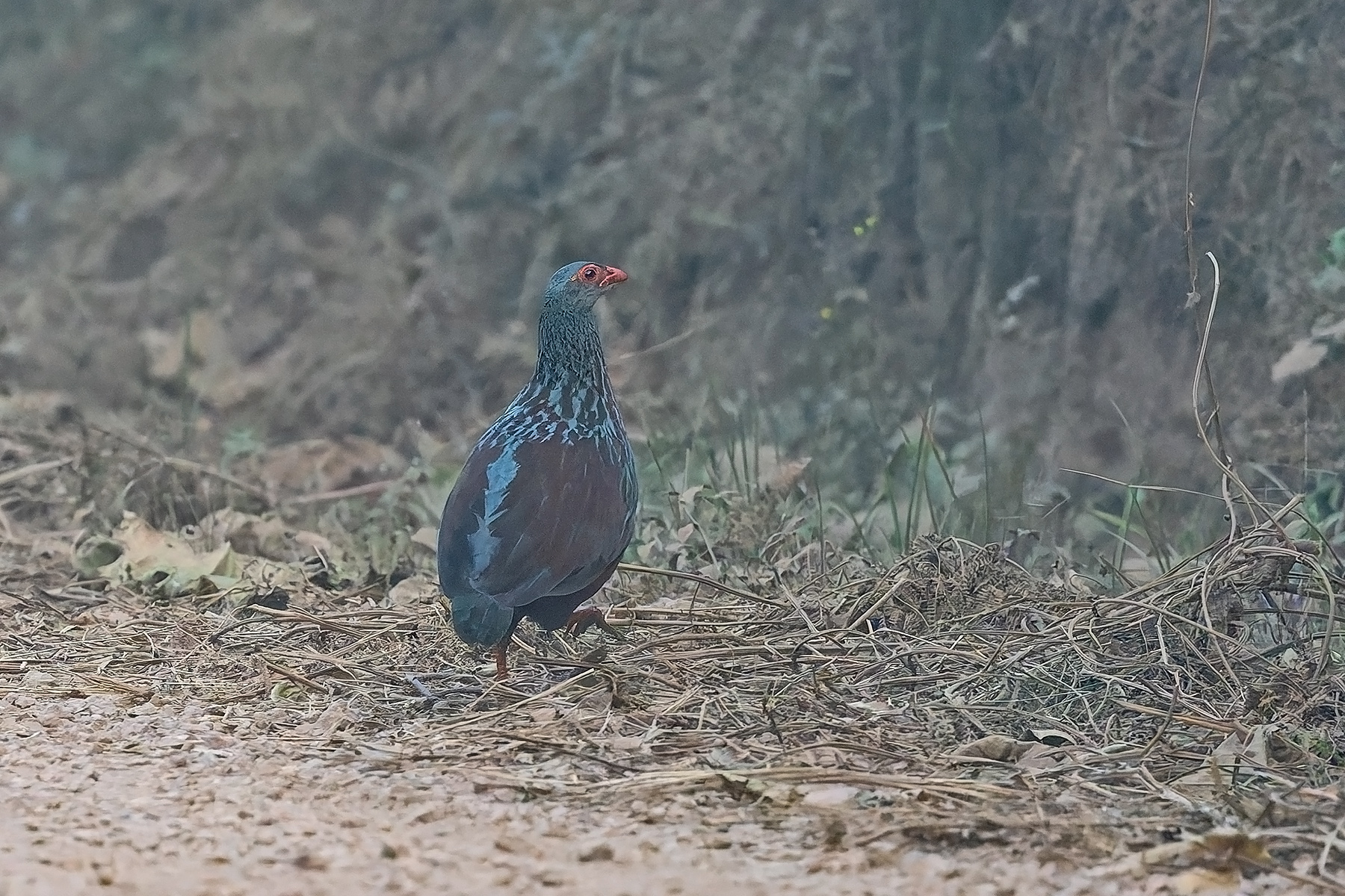 Handsome Spurfowl (image by Pete Morris)
