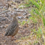 Harlequin Quail (image by Pete Morris)