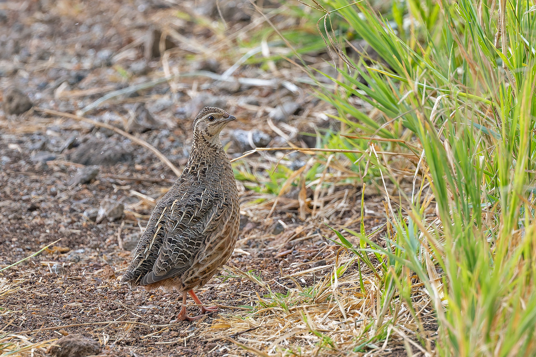 Harlequin Quail (image by Pete Morris)