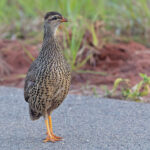 Heuglin's Spurfowl (image by Pete Morris)