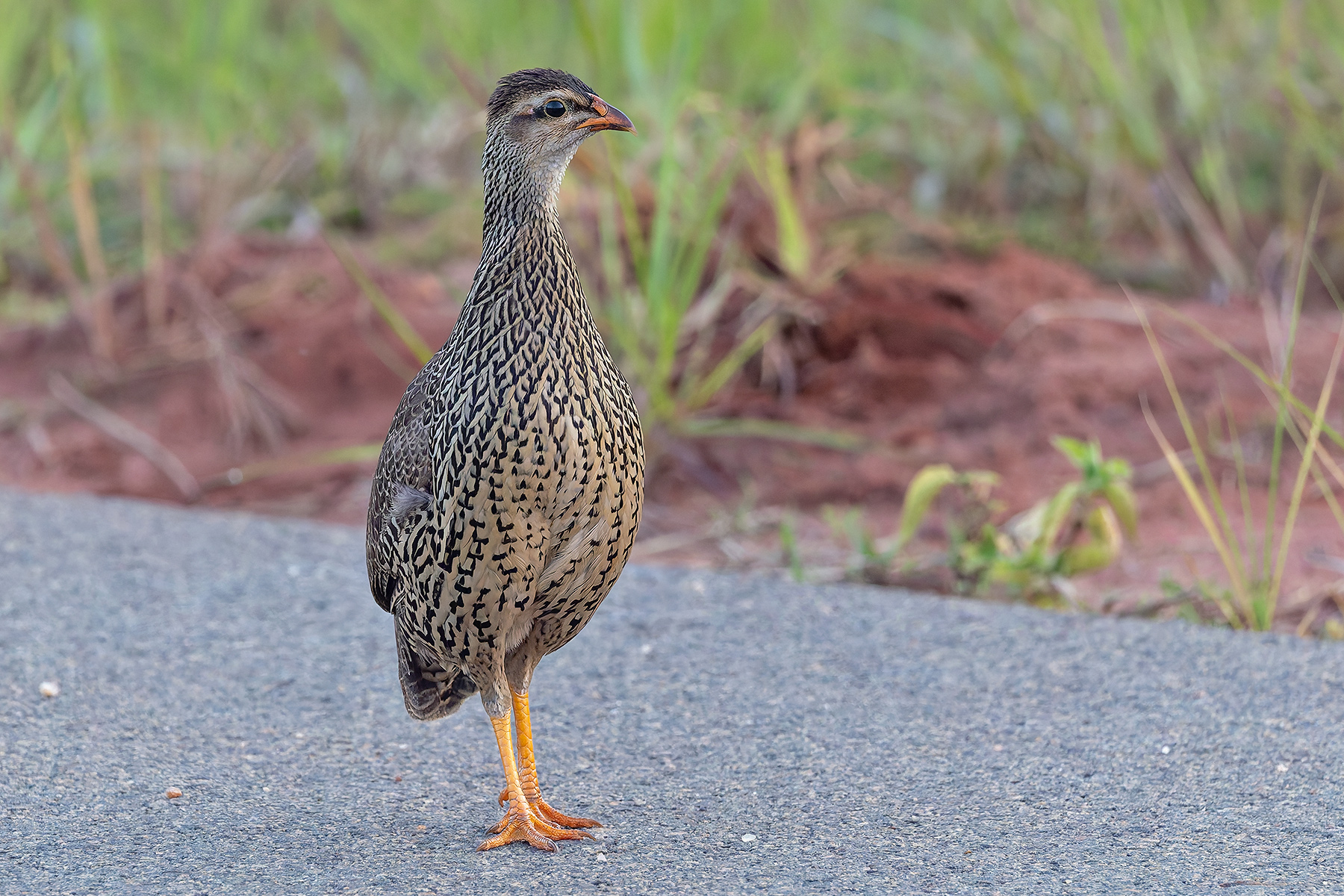 Heuglin's Spurfowl (image by Pete Morris)
