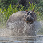 Hippopotamus (image by Pete Morris)