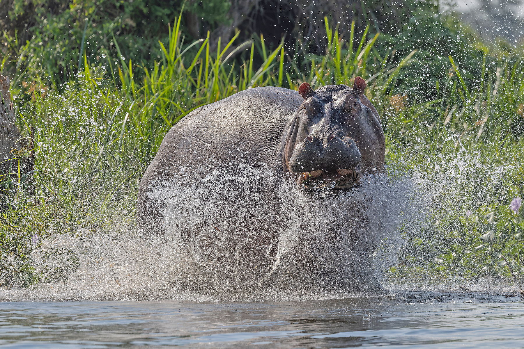 Hippopotamus (image by Pete Morris)