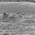 Hippopotamus (image by Pete Morris)