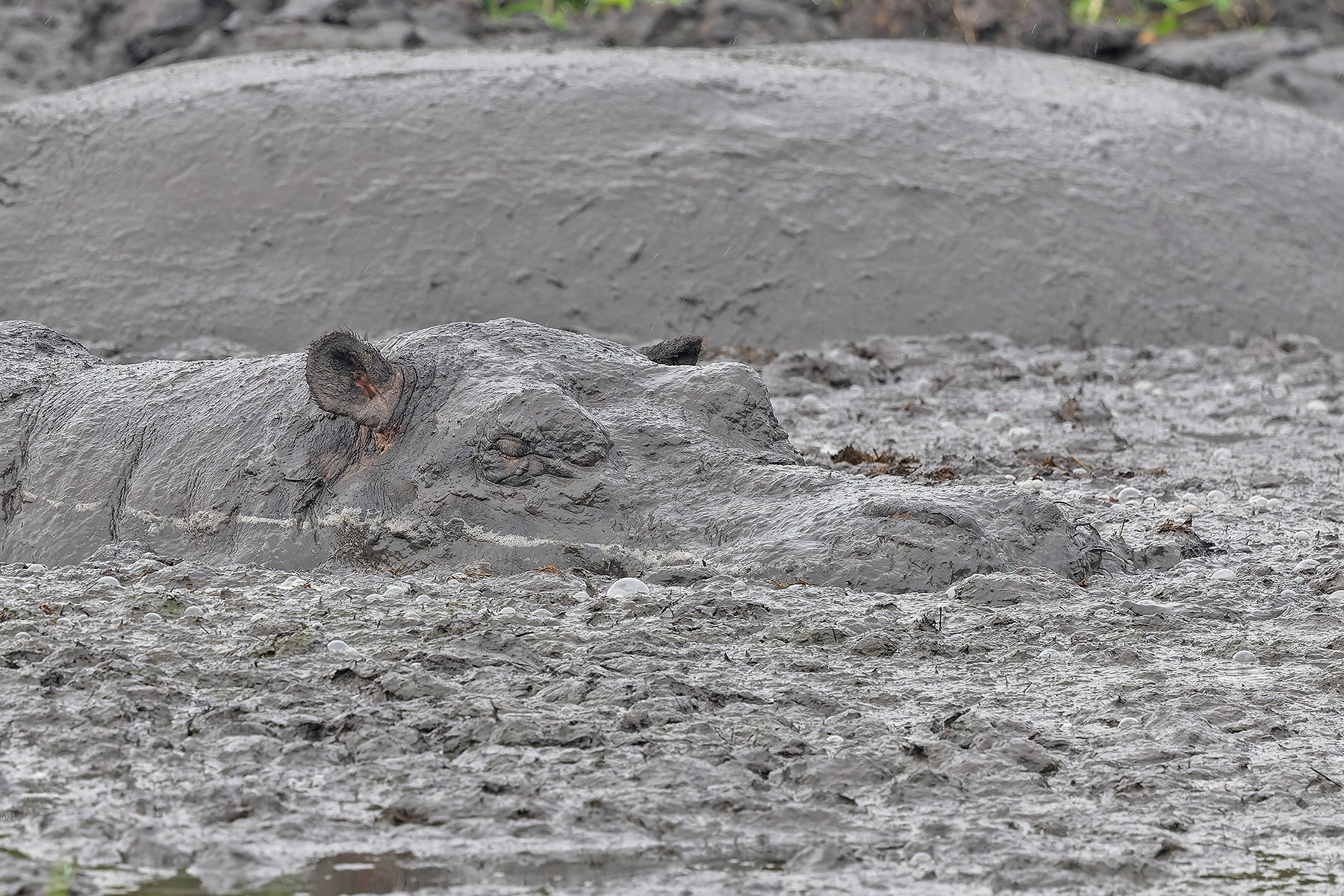 Hippopotamus (image by Pete Morris)