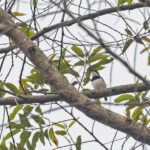 Ituri Batis (image by Pete Morris)