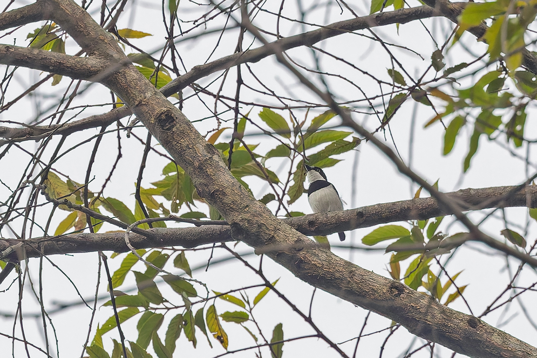 Ituri Batis (image by Pete Morris)