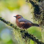Jameson's Antpecker (image by Pete Morris)