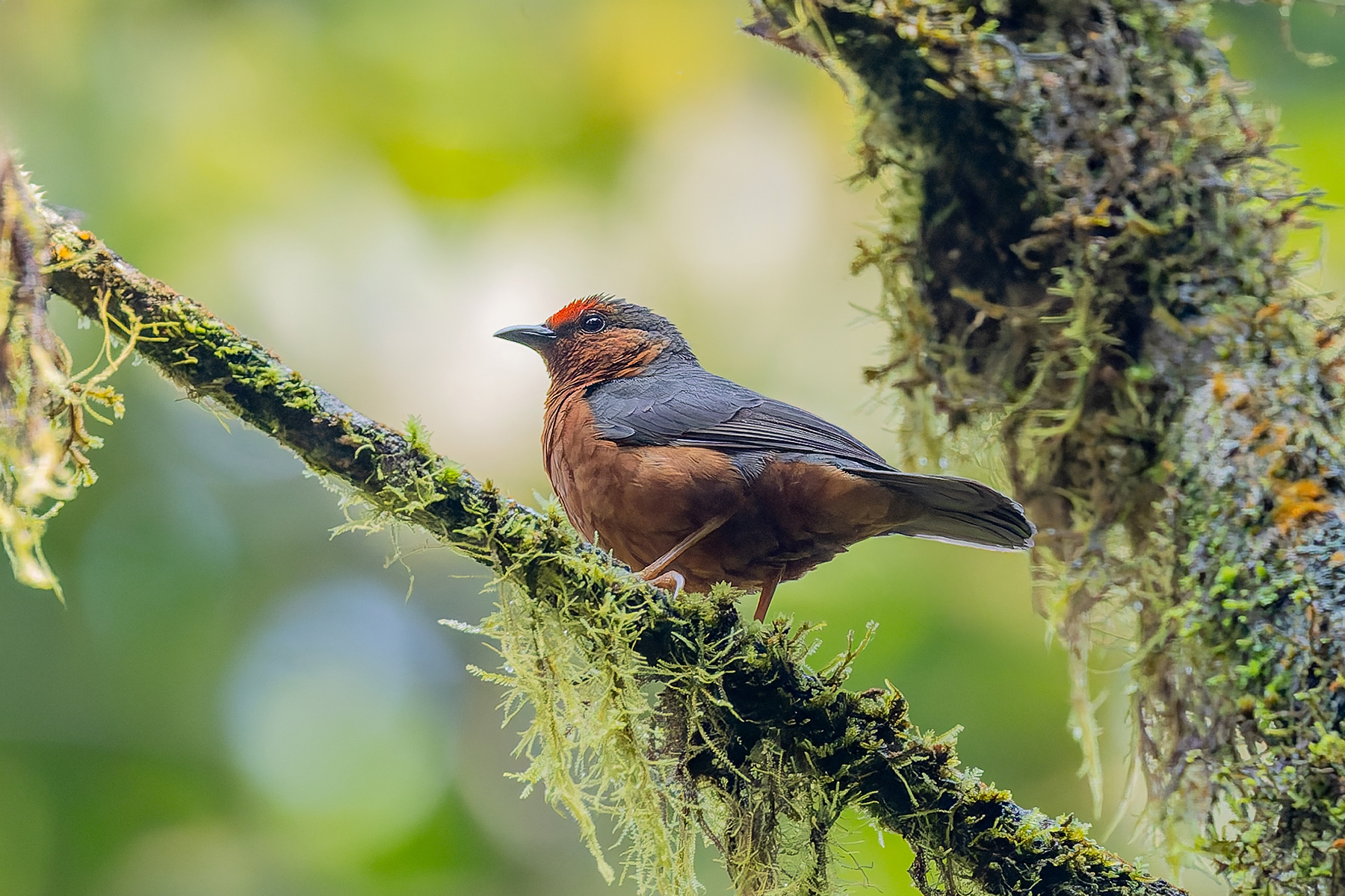 Jameson's Antpecker (image by Pete Morris)