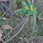 Johnston's Chameleon (image by Pete Morris)