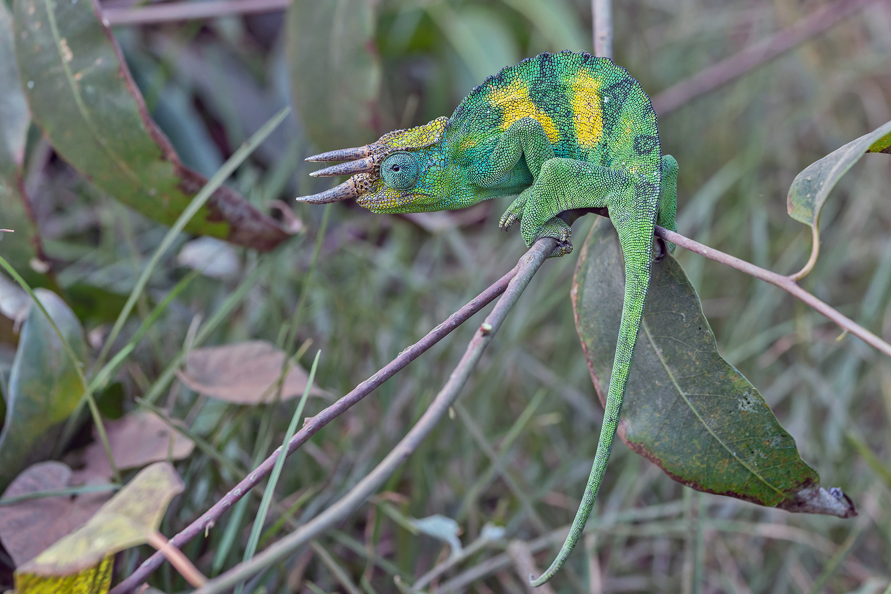 Johnston's Chameleon (image by Pete Morris)