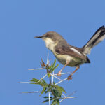Karamoja Apalis (image by Pete Morris)