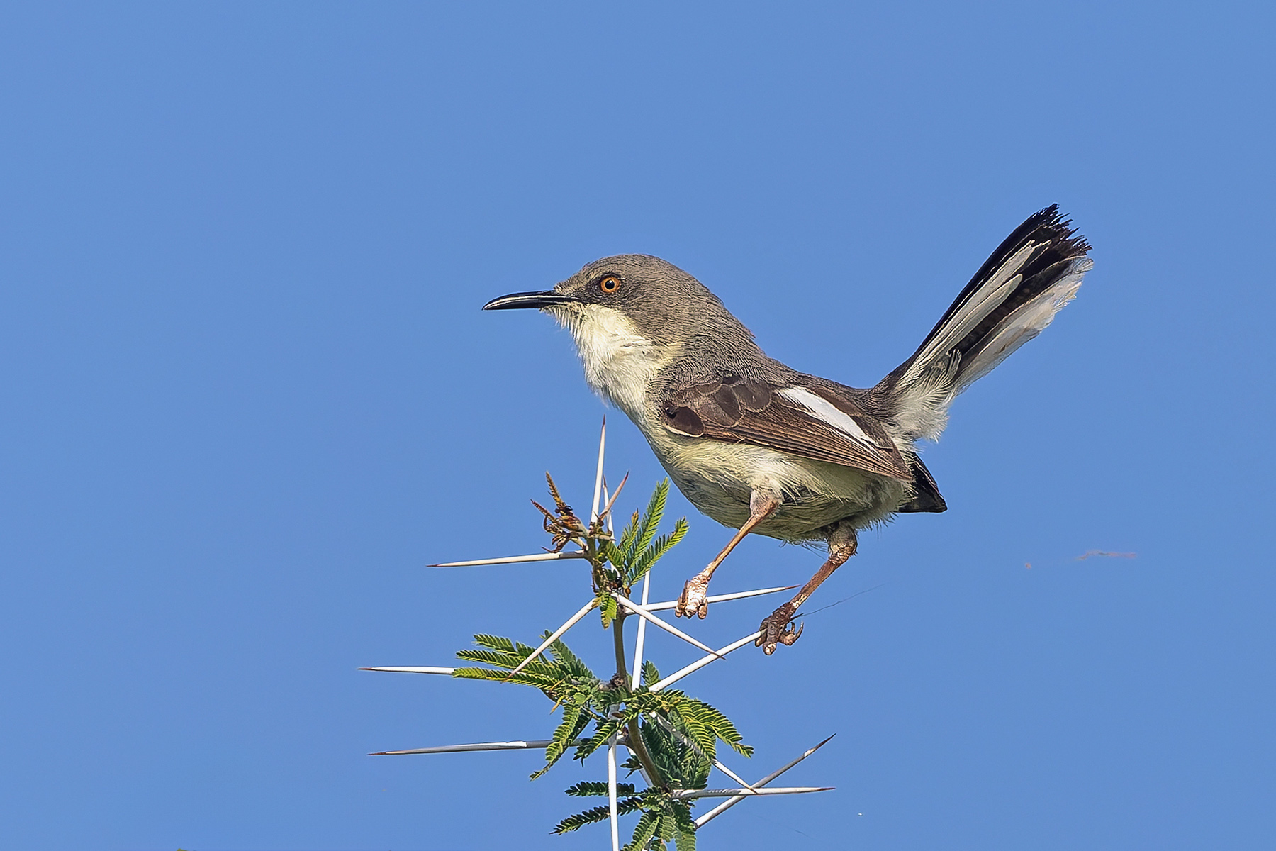 Karamoja Apalis (image by Pete Morris)