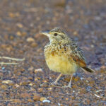 Kidepo Lark (image by Pete Morris)