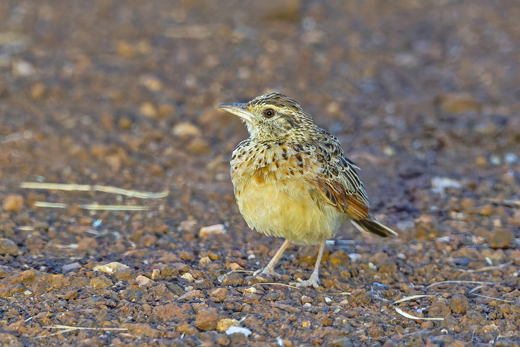 Kidepo Lark (image by Pete Morris)