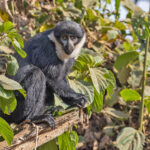 L_hoest's Monkey (image by Pete Morris)