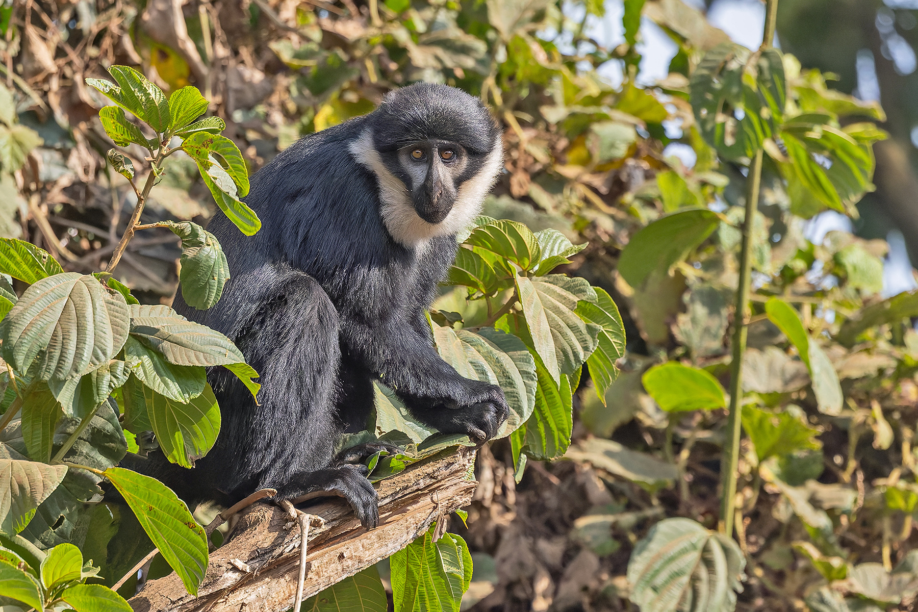 L_hoest's Monkey (image by Pete Morris)