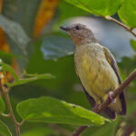 Lemon-bellied Crombec (image by Pete Morris)