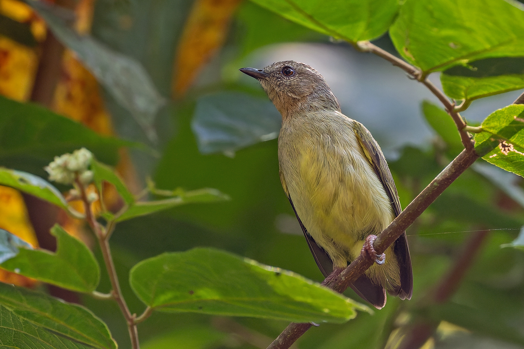 Lemon-bellied Crombec (image by Pete Morris)