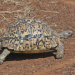 Leopard Tortoise (image by Pete Morris)