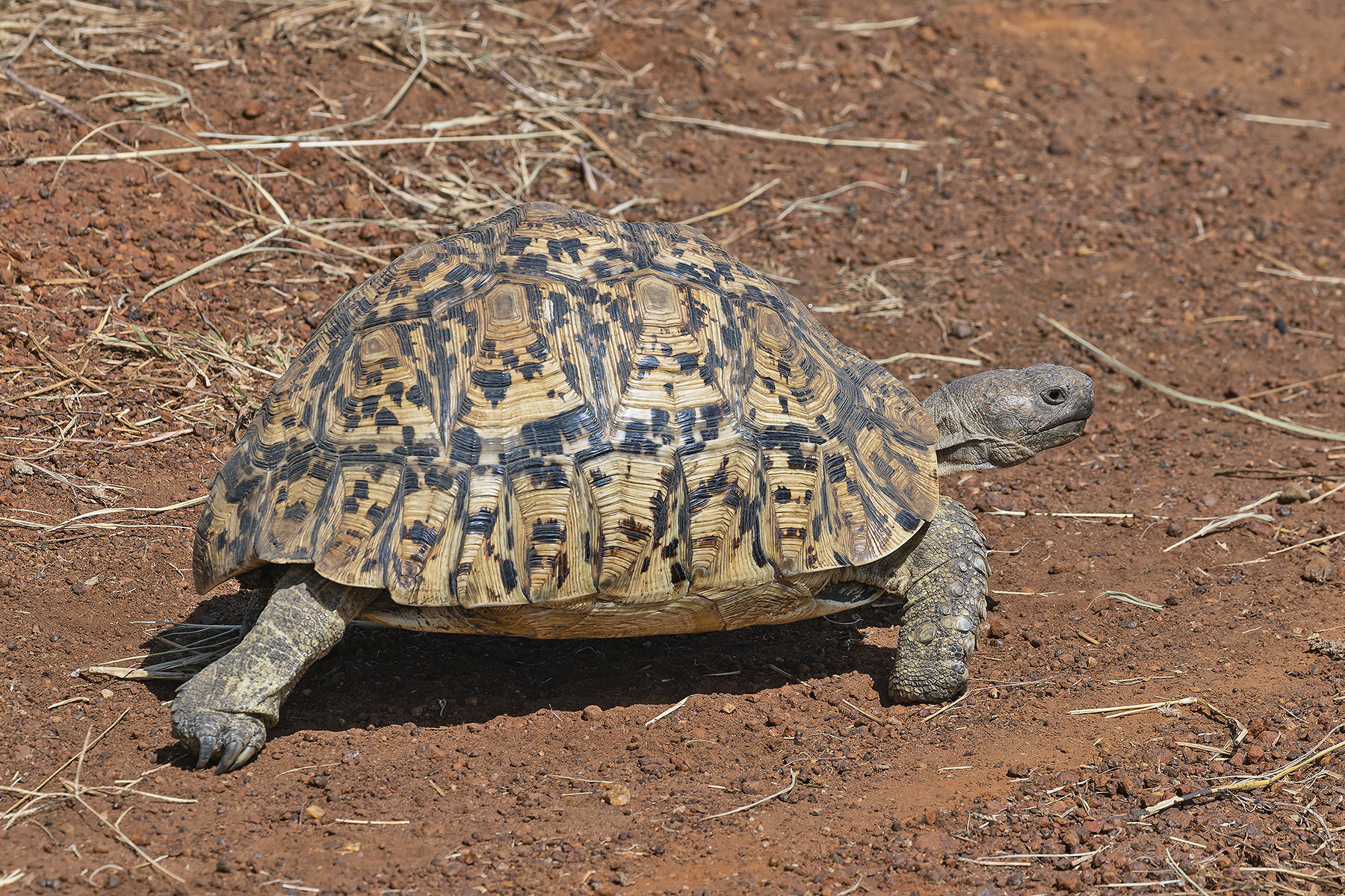 Leopard Tortoise (image by Pete Morris)