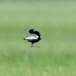 LAST CHANCE TO SEE? THE CRITICALLY ENDANGERED LESSER FLORICAN