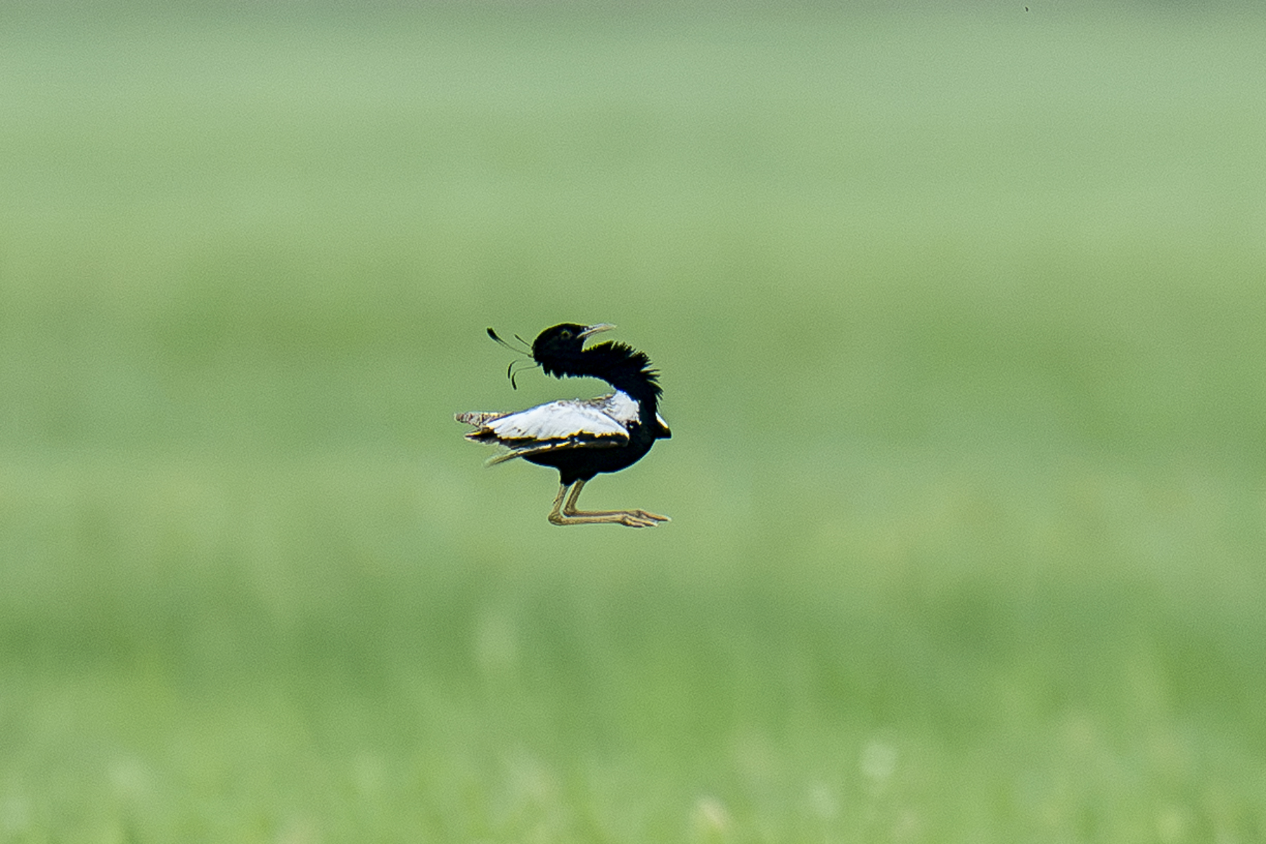 Lesser Florican displaying (image by Mark Beaman)