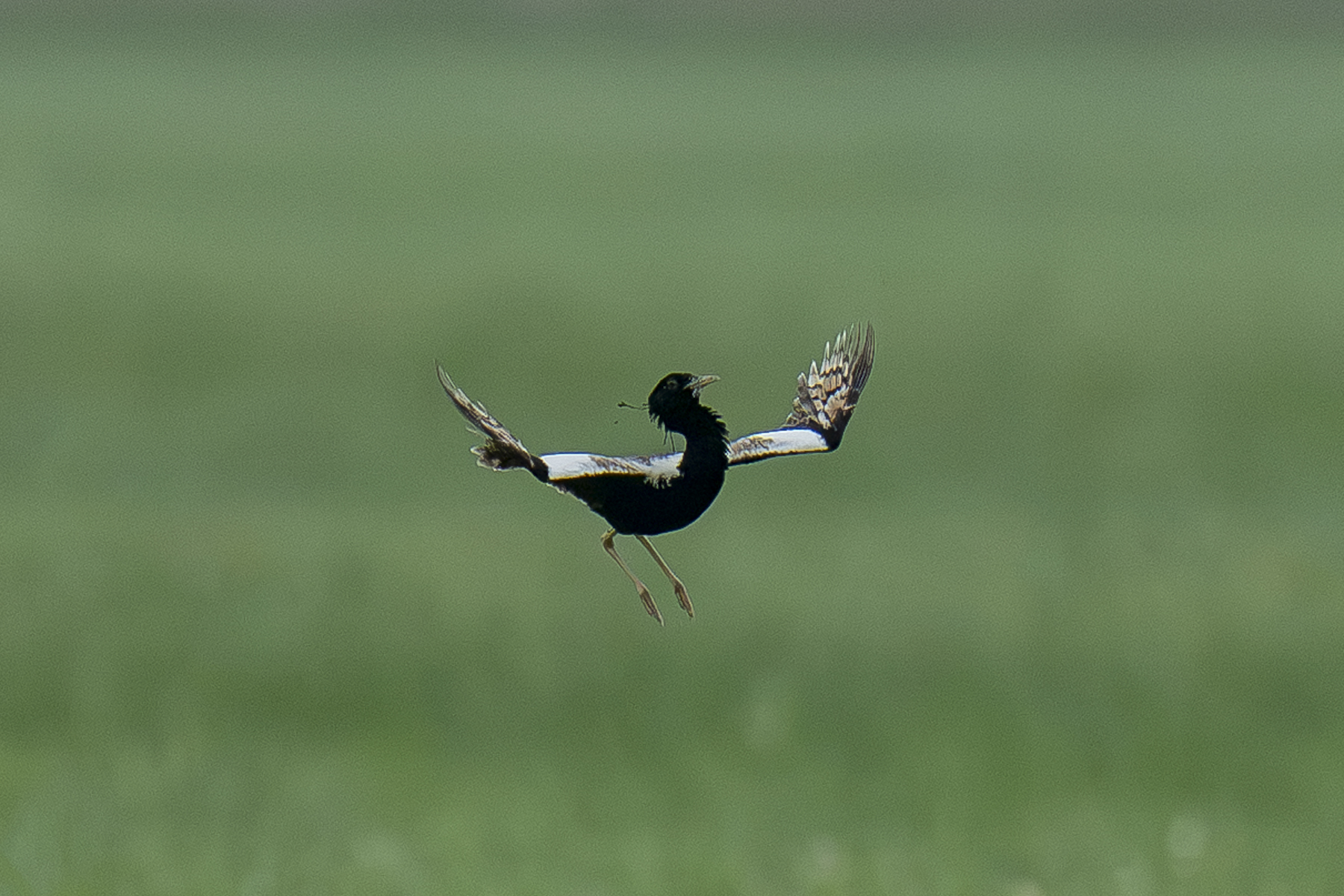 Lesser Florican displaying (image by Mark Beaman)