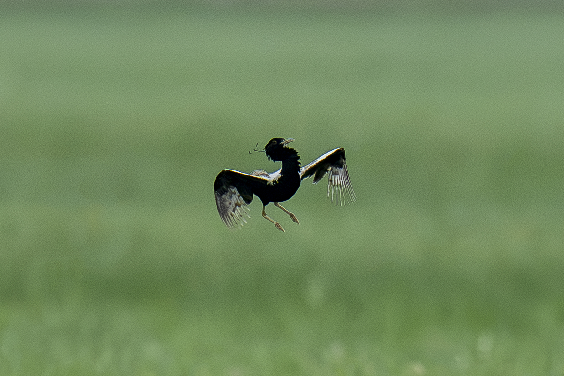 Lesser Florican displaying (image by Mark Beaman)