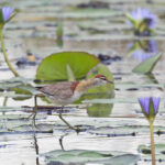 Lesser Jacana (image by Pete Morris)