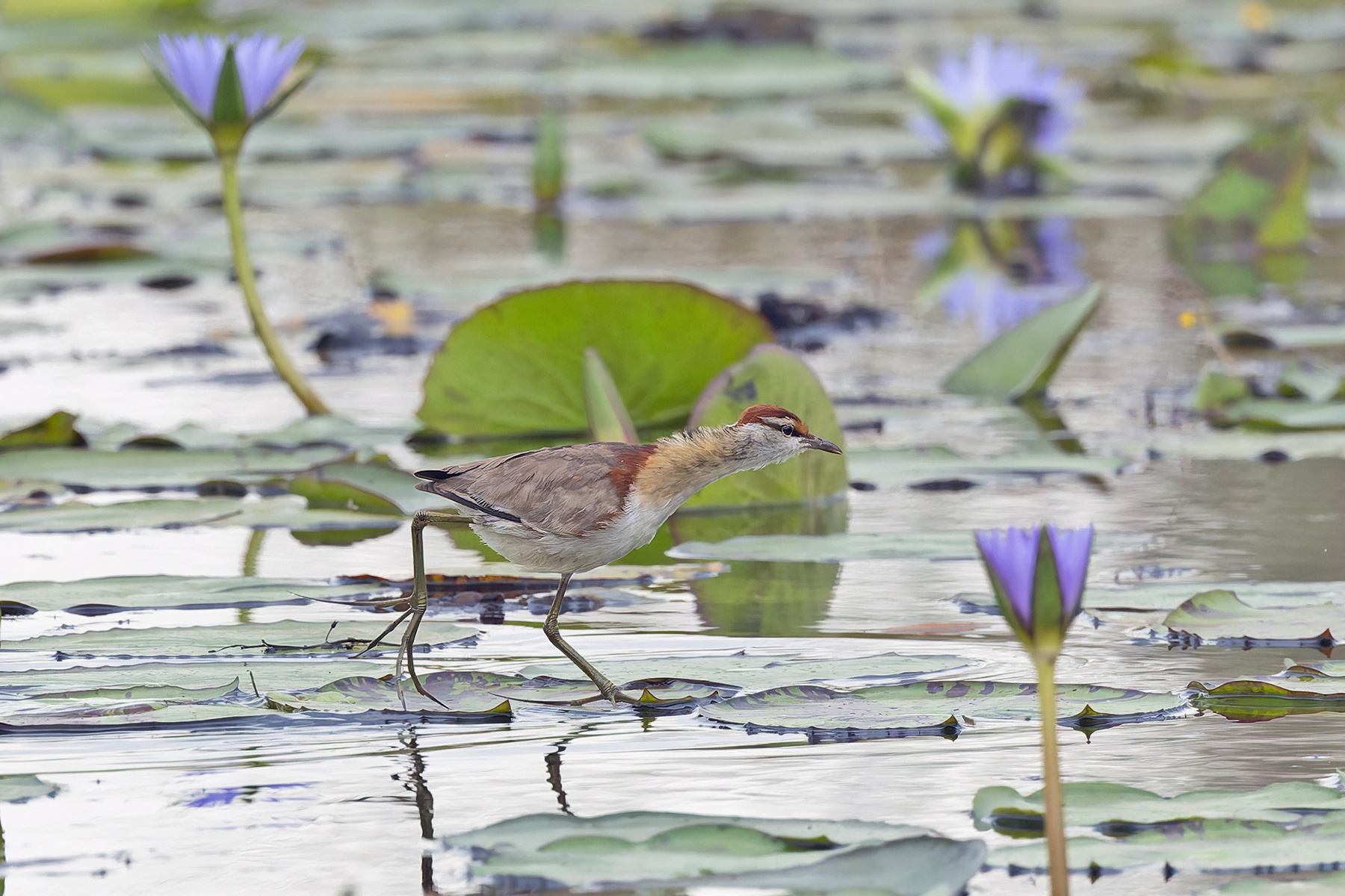 Lesser Jacana (image by Pete Morris)