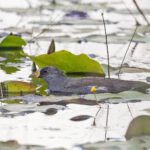 Lesser Moorhen (image by Pete Morris)